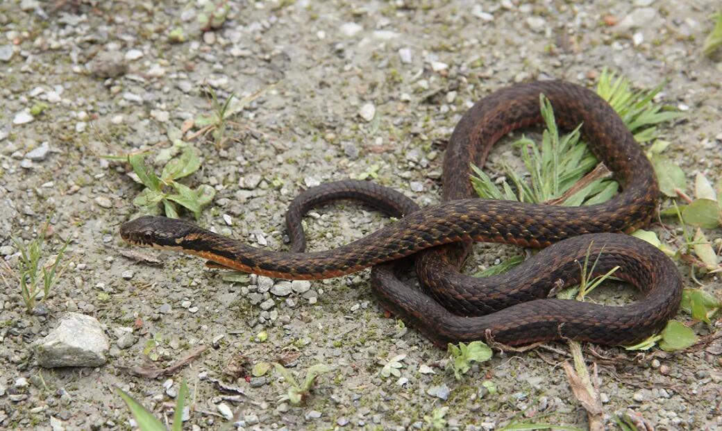 锈链腹链蛇最大有多少斤?看完你就知道了 锈链腹链蛇最大有多少斤?看完你就知道了