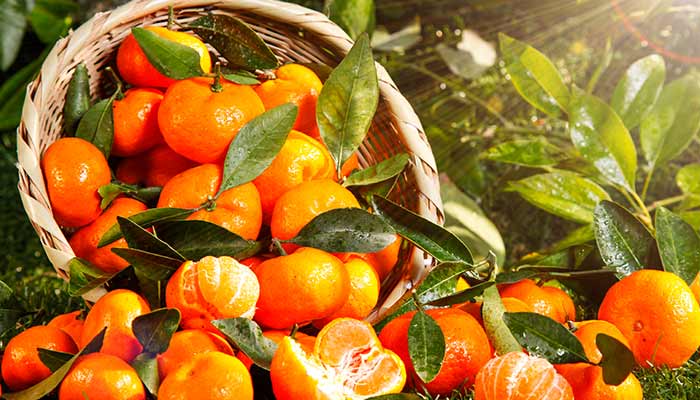 橘子7.jpg 橘子7.jpg