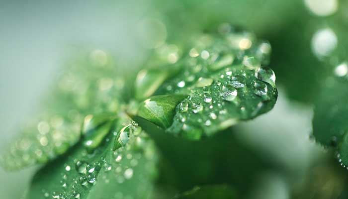 四叶草花语 四叶草花语是什么