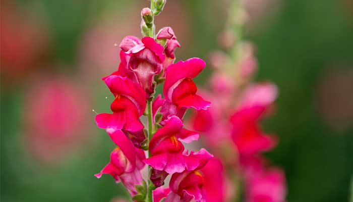 金鱼草花语 金鱼草花语是什么