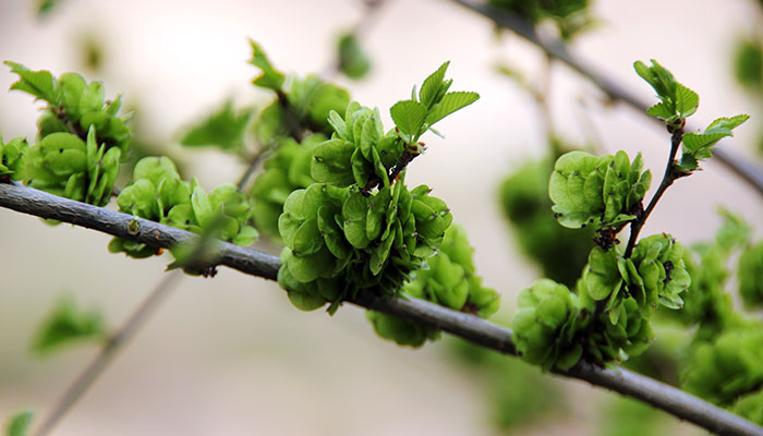 榆树盆景怎么修剪 榆树盆景的修剪方法