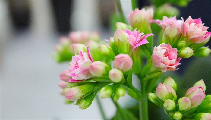 怎么修剪长寿花 修剪长寿花的方法