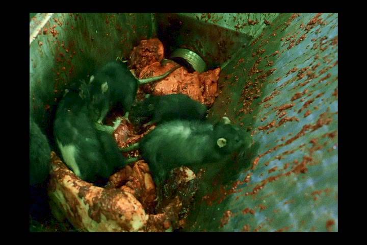 萨满教的迷恋(1996)的剧照 萨满教的迷恋(1996)的剧照