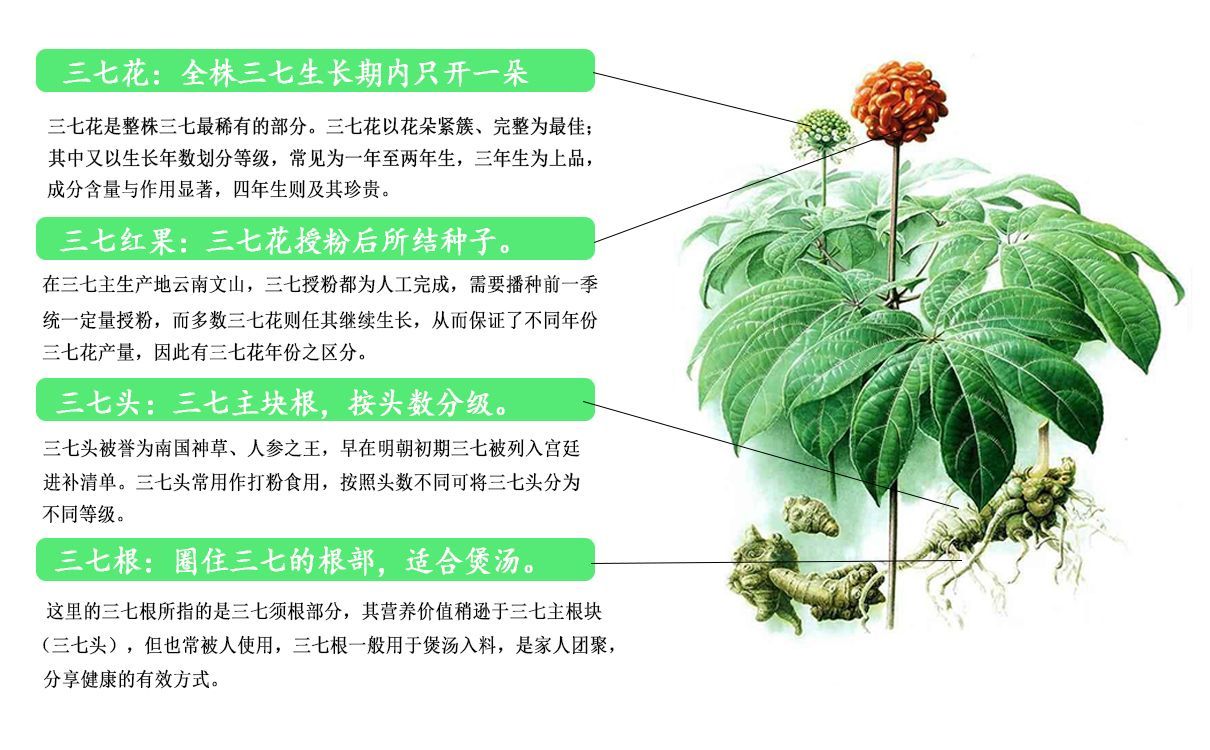 白药主料——云三七