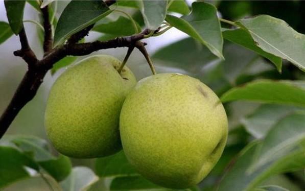 会泽宝珠梨