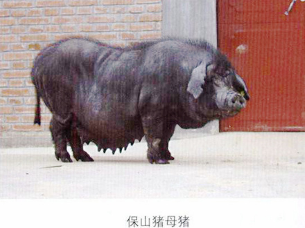 保山猪母猪