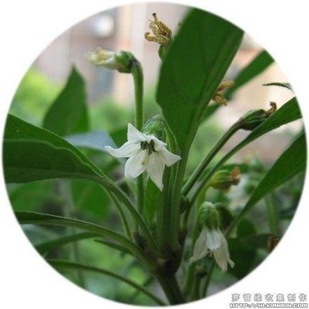 辣椒花