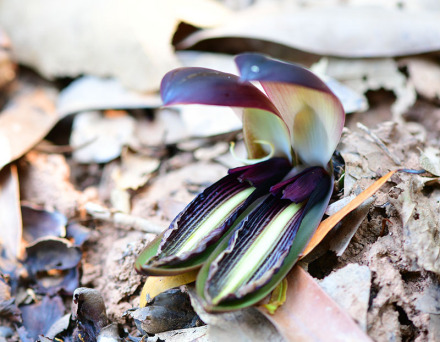 滇南热带野生花卉园