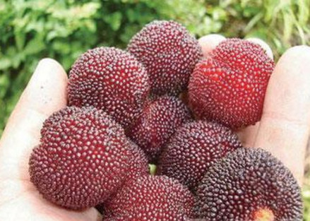 富民杨梅果实特点