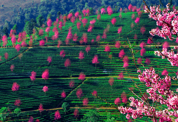 南涧县生态茶园