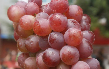 弥勒东风葡萄精品—红提