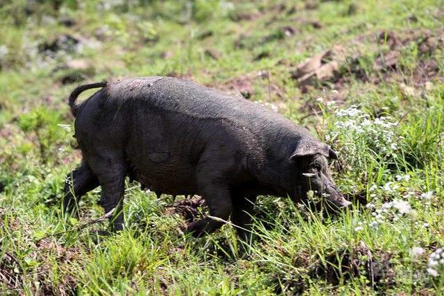 迪庆藏猪