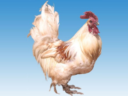 图1 云龙矮脚鸡公鸡（白羽） 