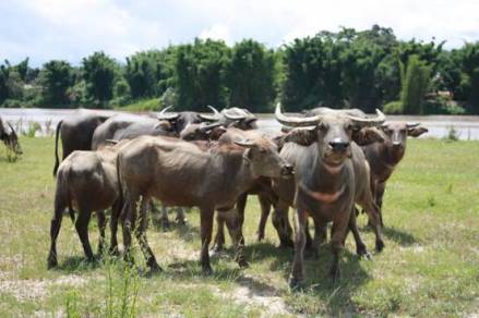 德宏水牛