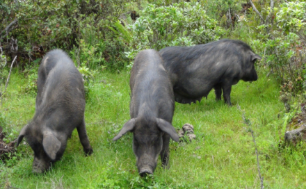 生产诺邓火腿的诺邓黑猪