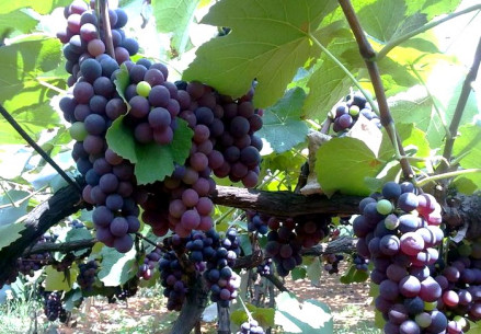 弥勒葡萄玫瑰蜜品种