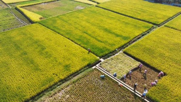 超级杂交水稻个旧示范基地。（2022年9月摄）