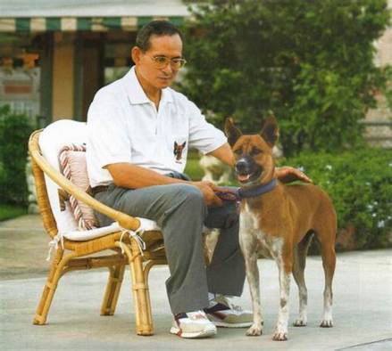 普密蓬国王和他的宠物狗“东殿英”