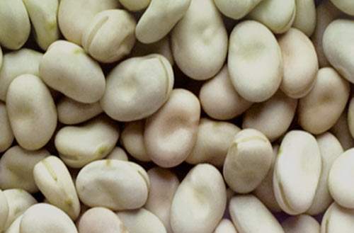 保山透心绿蚕豆