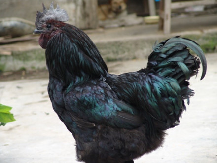 高大的盐津乌骨鸡（公）黑色品种 