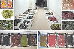 重要经济植物和地区特有植物的种子 