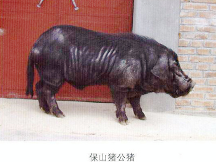 保山猪公猪