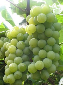 弥勒葡萄