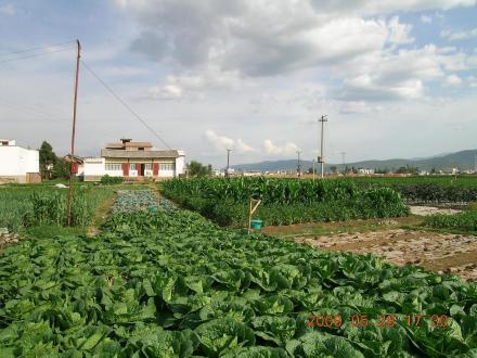 弥渡县小菜蛾性诱剂示范区