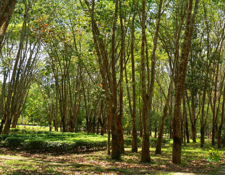 热带混农林模式展示区