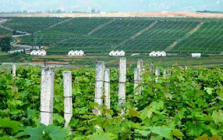 国营弥勒东风农场葡萄基地