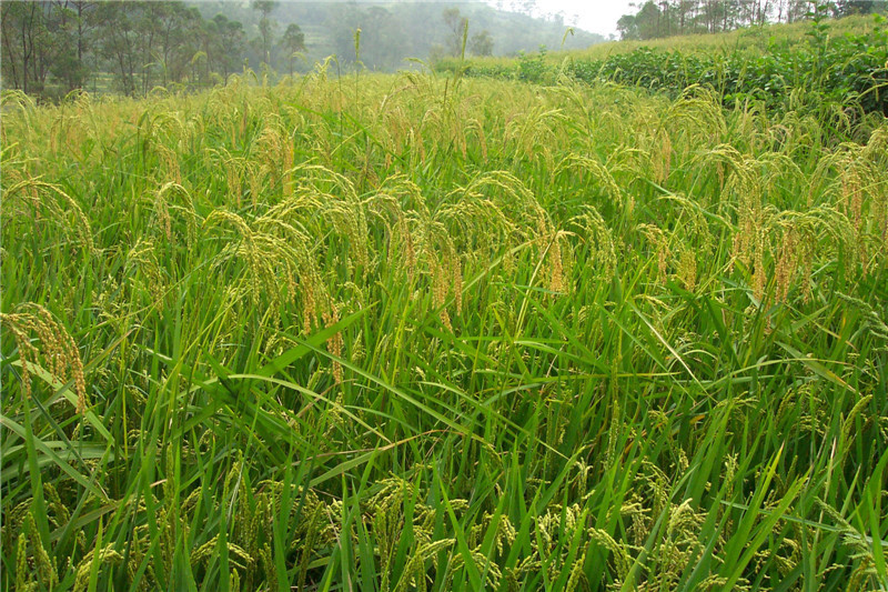 禄丰香醋——糯米种植基地