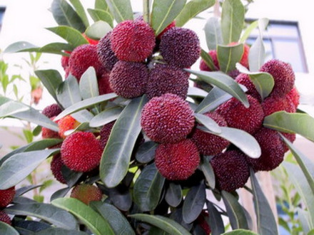 大树杨梅果实外观特征