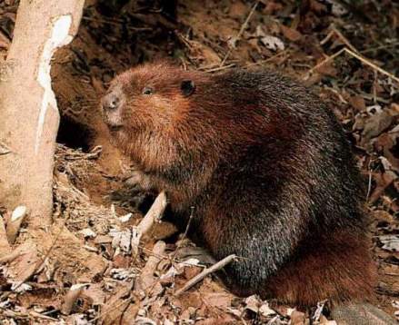 布朗族的祭竹鼠节