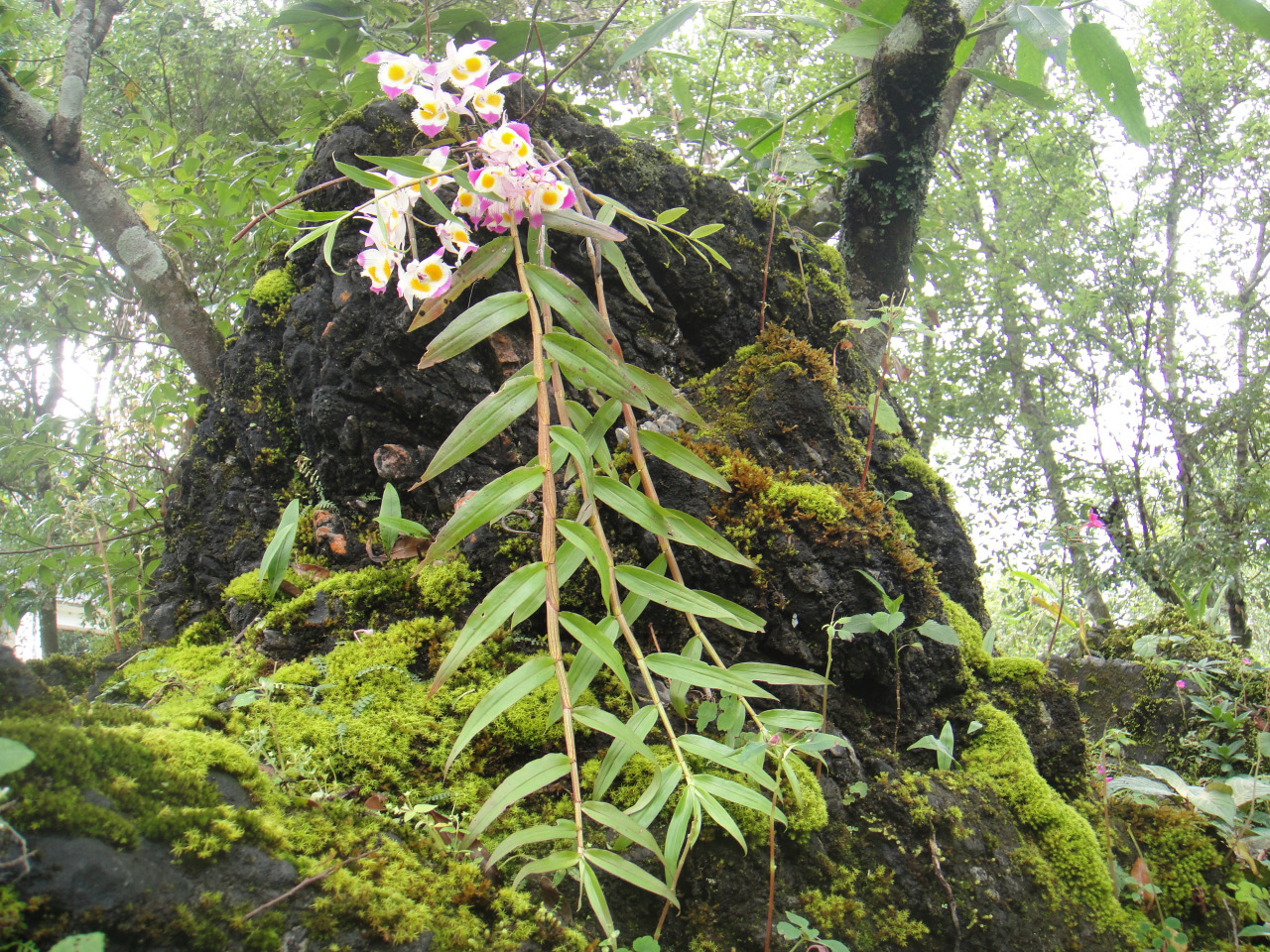 野生龙陵紫皮石斛