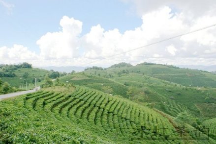 千年万亩古茶园